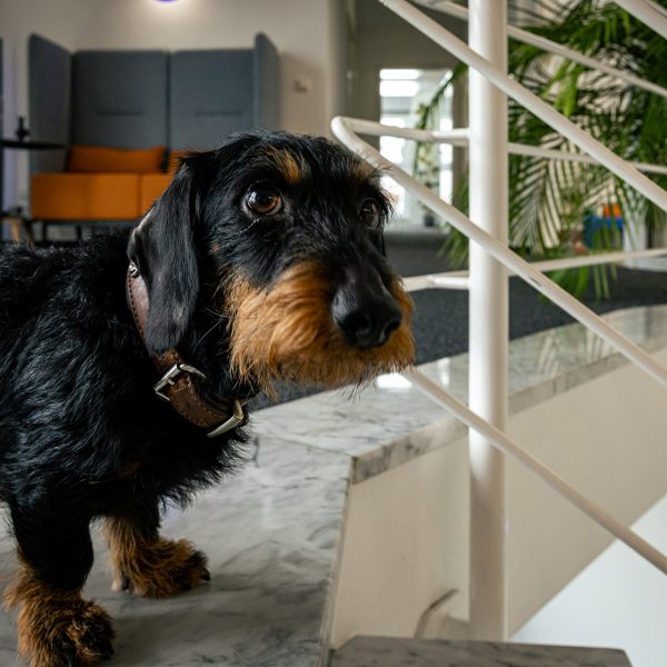 Dackel mit schwarzem und braunem Fell sitzt auf moderner Treppe in hellem Bürogebäude mit Glasgeländer